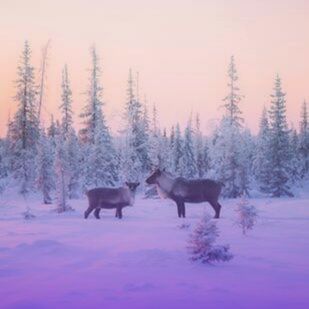 two reindeer stand in a snowy landscape