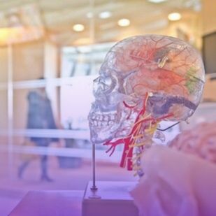 a translucent skull model showcases detailed vascular structures set in a modern environment