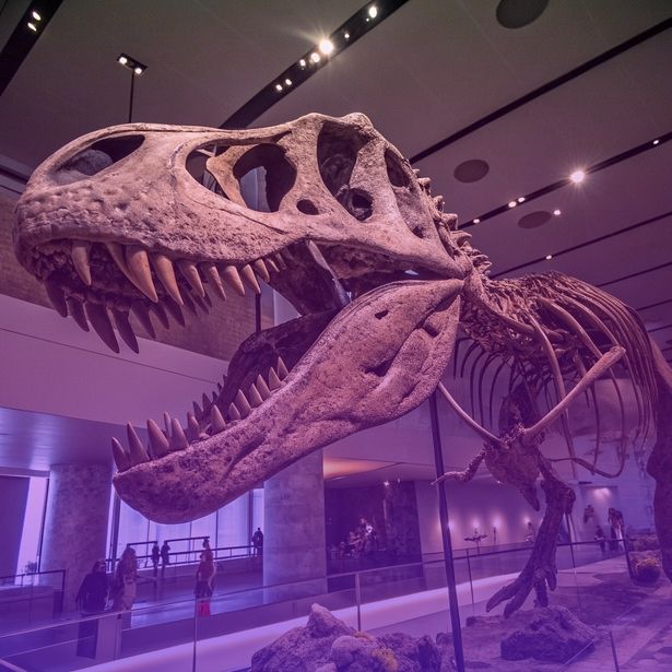 a detailed view of a trex skeleton in a museum