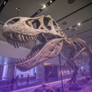 a detailed view of a trex skeleton in a museum